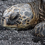 Click to enlarge John Shea O'Donnell Photography, San Francisco